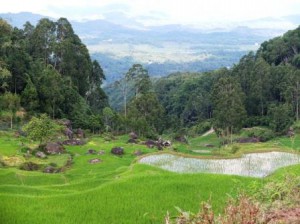 13 Landschaft Toraja Land