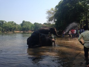 Bild 33 Elephant Training Camp